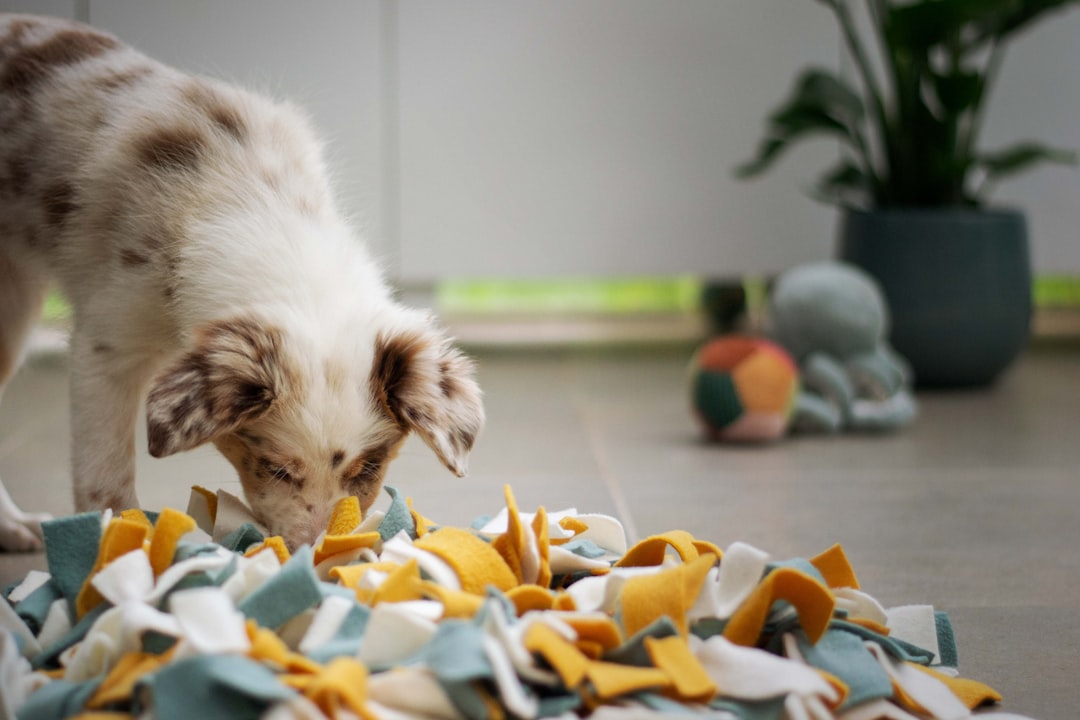 Schnüffelteppich für große Hunde vs. kleine Hunde – Ab welchem Alter ist ein Schnüffelteppich geeignet?