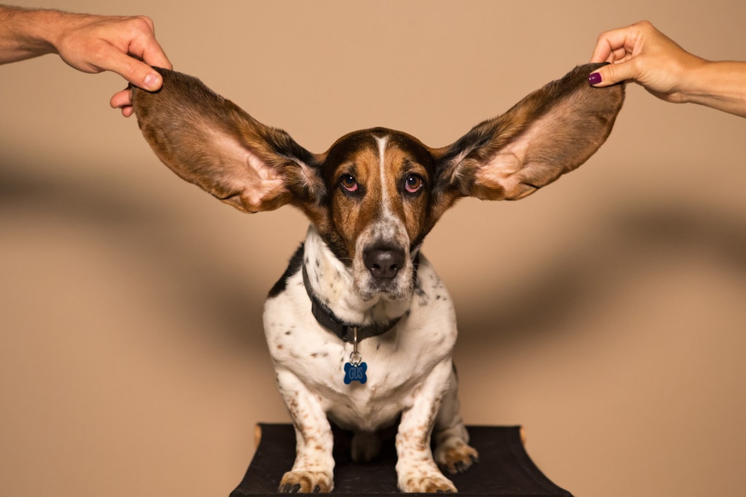 Hund schnüffelt und hört nicht Grenzen setzen ohne Verbot – Wie lange darf ein Hund schnüffeln?