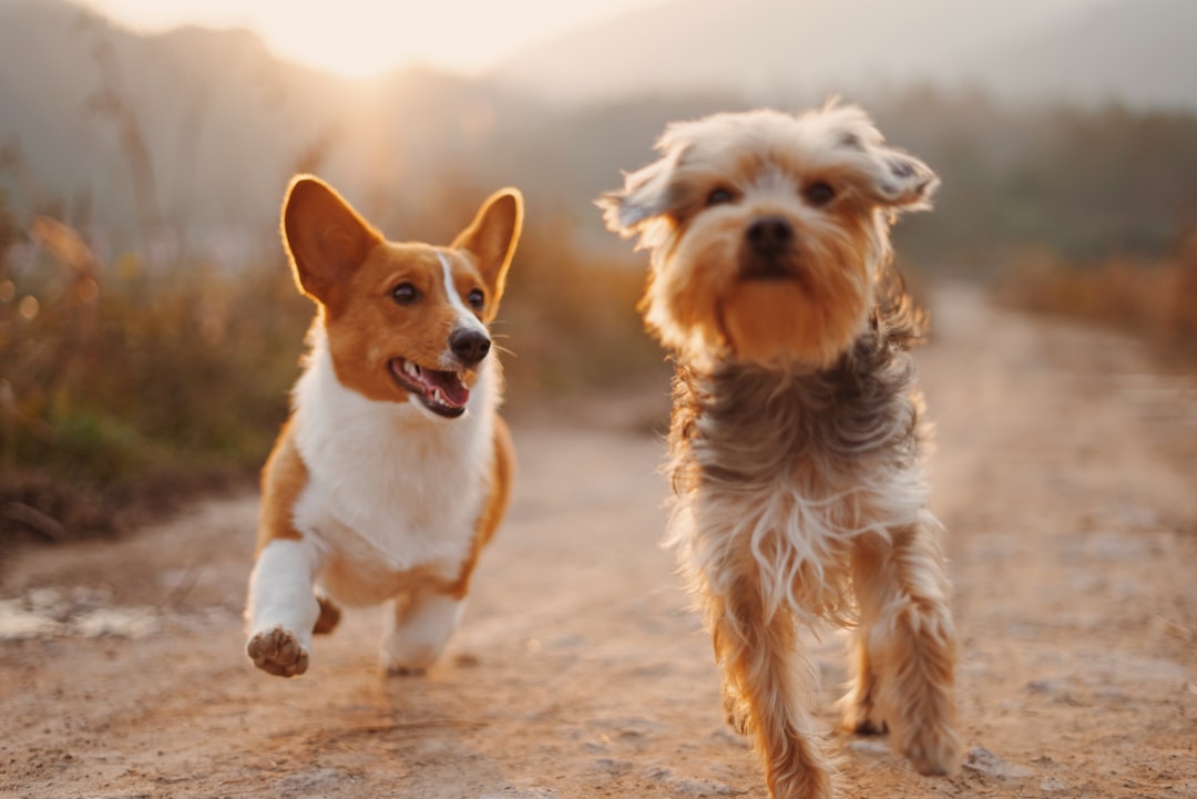 Die richtige Größe wählen für kleine und große Hunde – Hunde Transportbox Auto