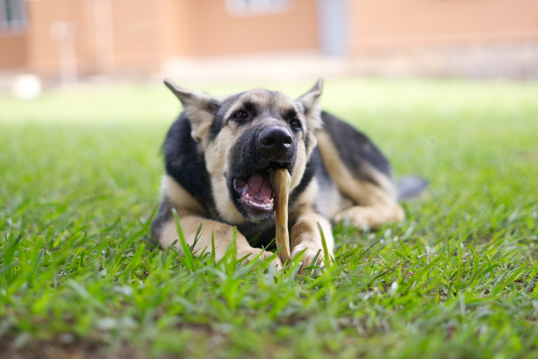 Die richtige Größe und Auswahl für deinen Hund – Kauknochen Hund