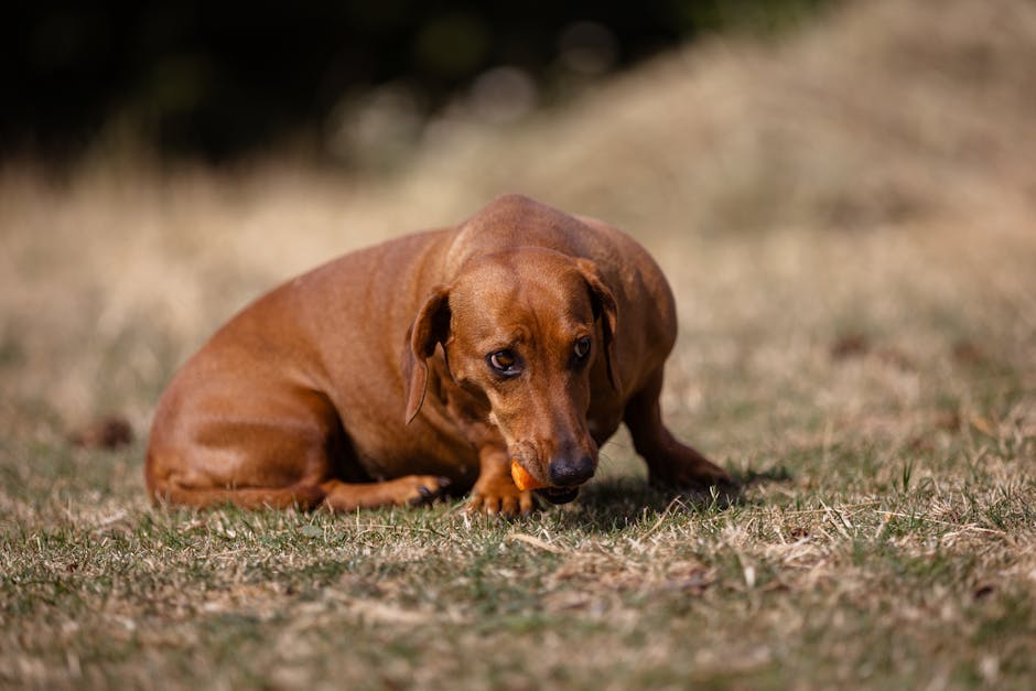 Häufige Fehler beim Befüllen der Schleckmatte – Was schmiert man auf eine Schleckmatte Hund?