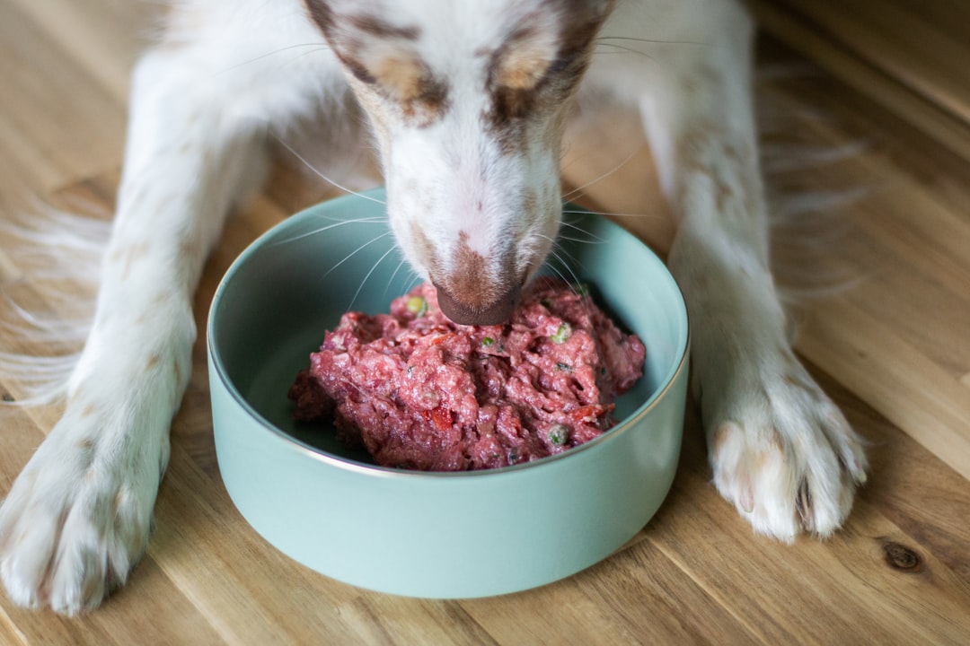 Wann du vor der Umstellung einen Tierarzt aufsuchen solltest – fertigbarf hund
