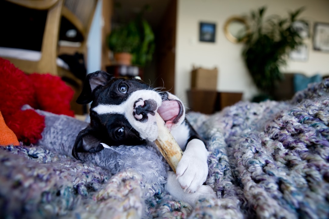 Häufige Fehler und Sicherheit Verschlucken harte Knochen Aufsicht – Kauknochen Hund
