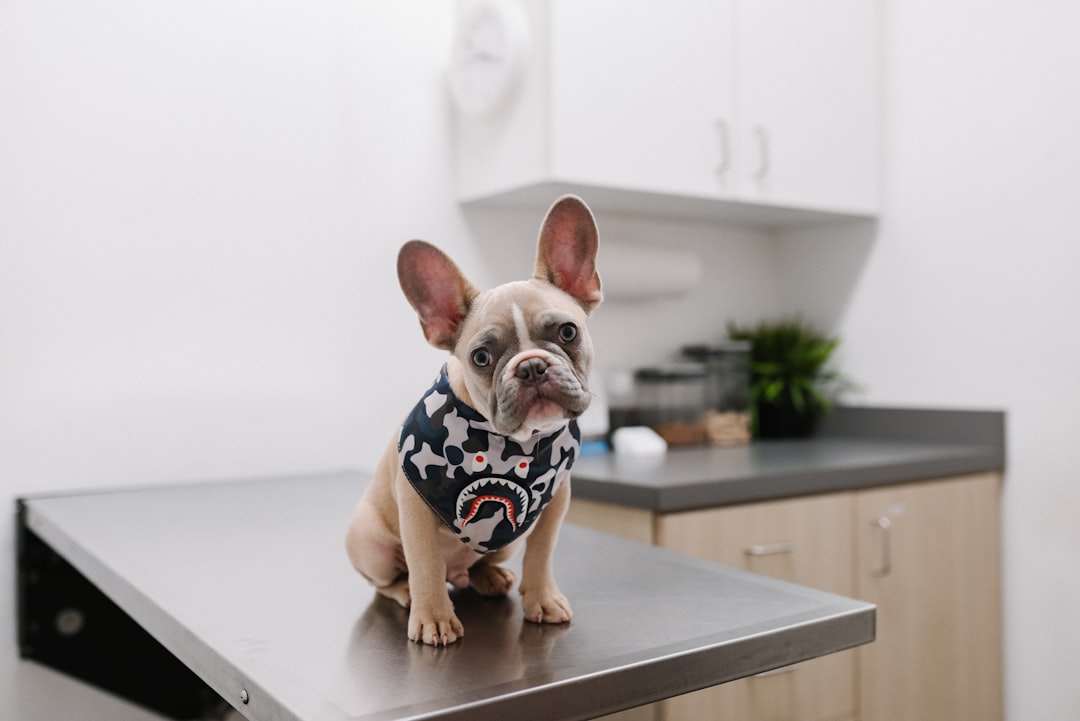 Wann du eine Tierärztin oder einen Tierarzt einschalten solltest – Was ist die ideale Ernährung für Hunde?